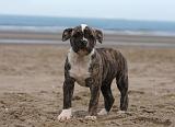 BOULEDOGUE AMERICAIN 123